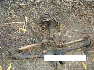 viraldeath_com-found-decomped-3.jpg
