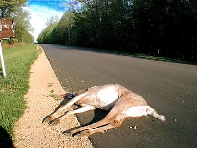 road-kill.jpg