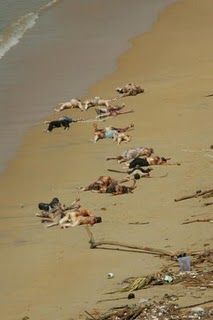 TSUNAMI_2.jpg
