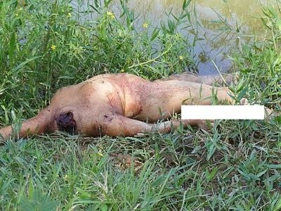 viraldeath_com_beheaded_woman_found3647.jpg