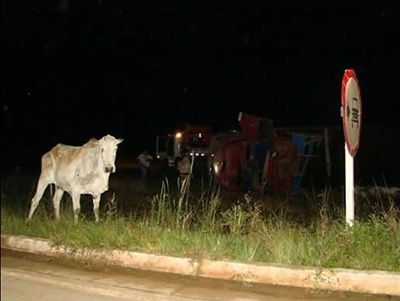 vaca0.jpg