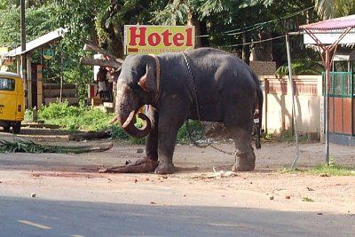 elephant2.jpg