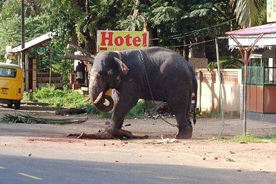 elephant3.jpg