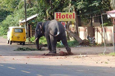 elephant4.jpg