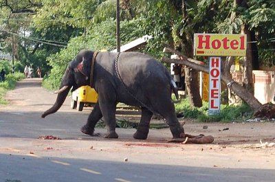 elephant5.jpg