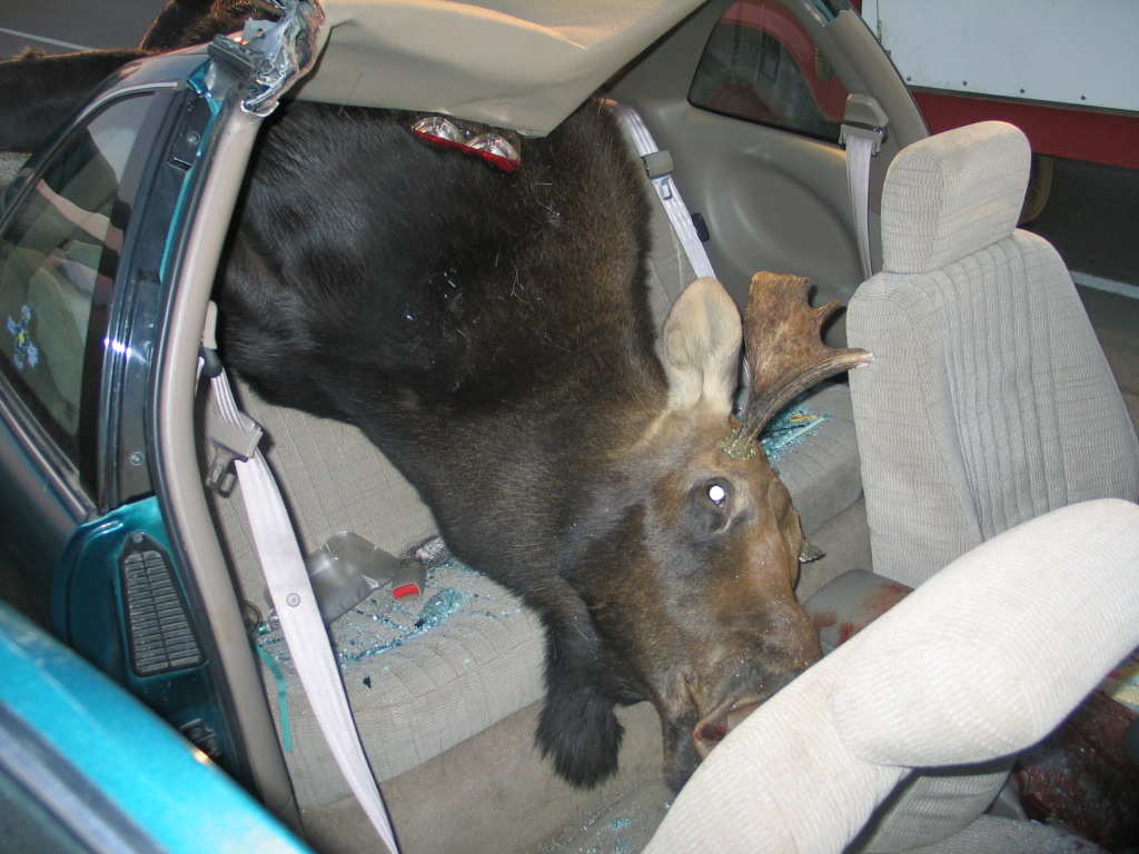 Moose1.jpg