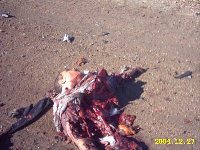 orig_14_393.jpg