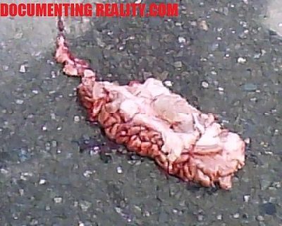 brains.jpg