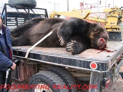 bear01.jpg
