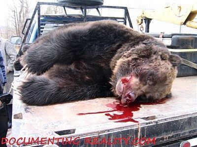 bear02.jpg