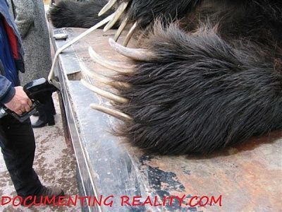 bear03.jpg