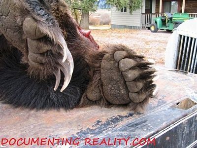 bear04.jpg