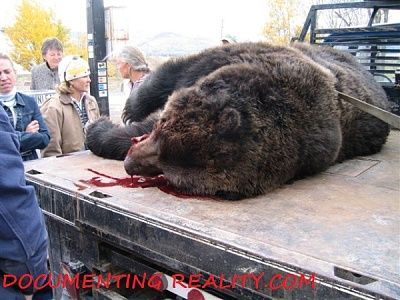 bear06.jpg