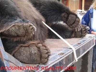 bear07.jpg