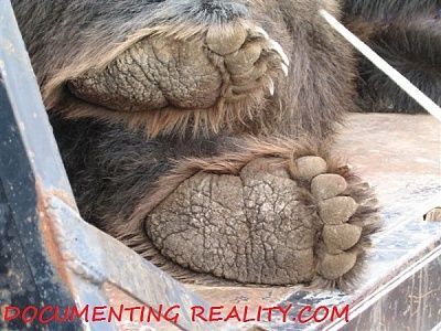 bear08.jpg