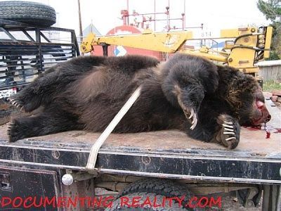 bear09.jpg