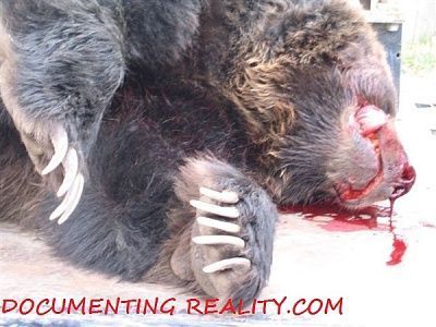 bear010.jpg