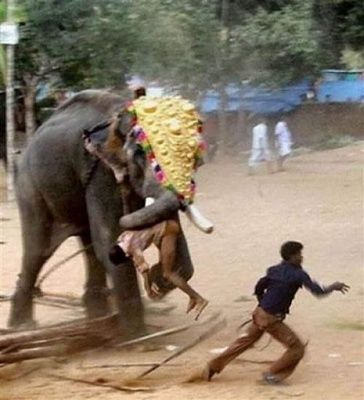 when-animals-attack-002.jpg