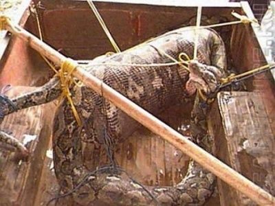 when-animals-attack-003.jpg
