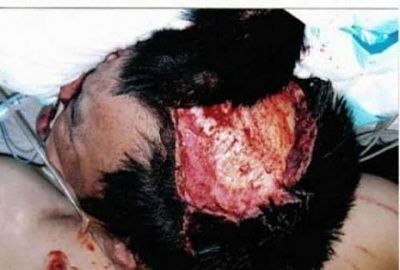 when-animals-attack-005.jpg