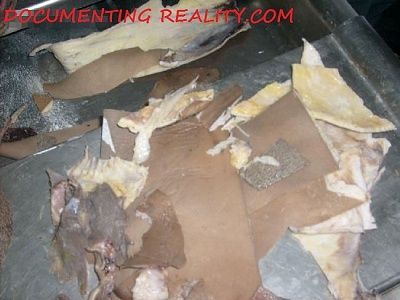 peeled4.jpg