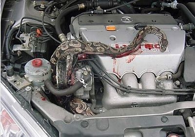 snake3.jpg