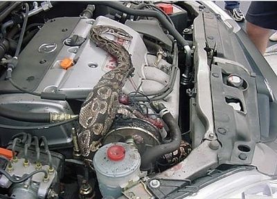 snake4.jpg
