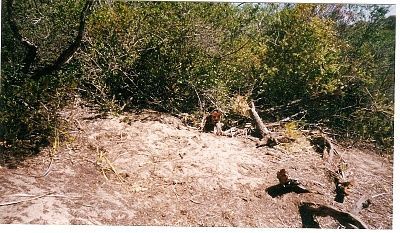 scan0003.jpg