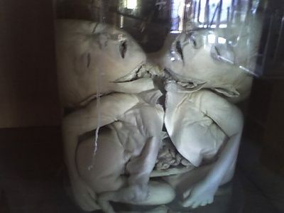 dissection1.jpg