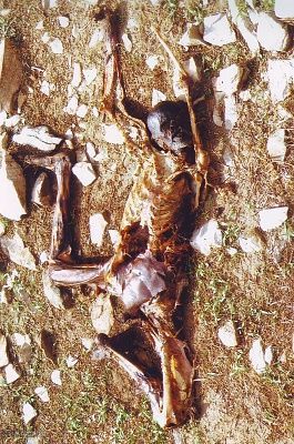 decay1.jpg