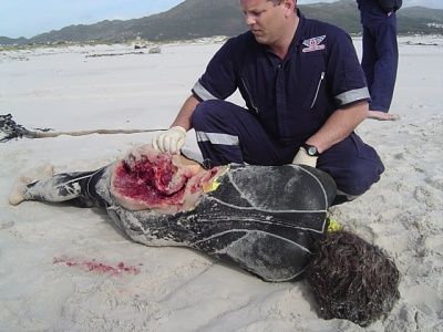 sharkattack1.jpg