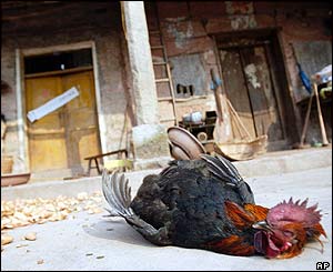 _39677031_rooster_ap_300x245.jpg