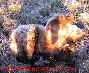 bear2.jpg