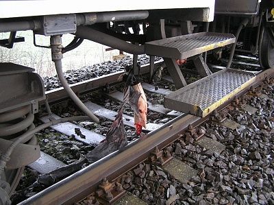 train-dead-1.jpg