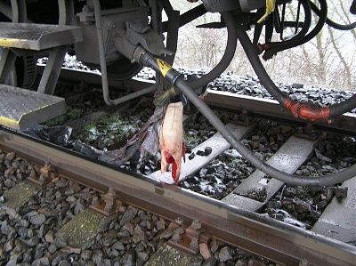 train-dead-2.jpg