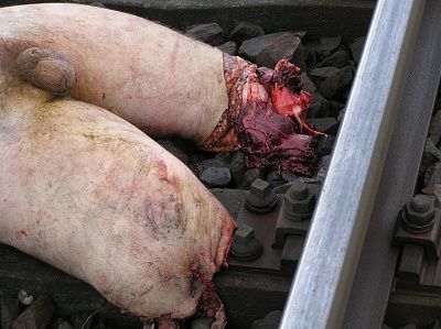 train-dead-5.jpg