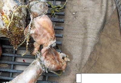 94189_qxaxu9_123_250lo.jpg