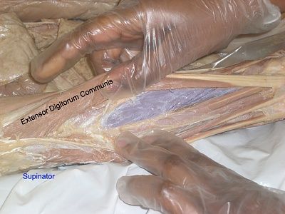 4-supinator.jpg