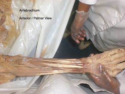 5-anterior-view.jpg