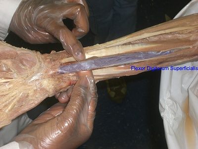 9-flexor-digitorum-superficialis.jpg