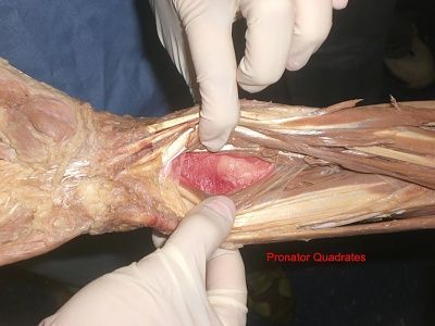 11-pronator-quadrates.jpg