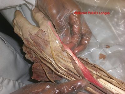 12-abductor-pollicis-longus.jpg