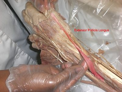 15-extensor-pollicis-longus.jpg