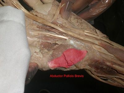 17-abductor-pollicis-brevis.jpg