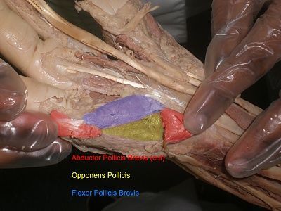 18-opponens-pollicis-flexor-pollicis.jpg