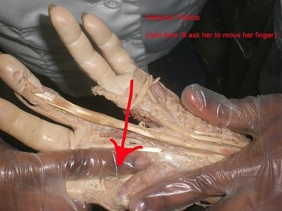 19-adductor-pollicis.jpg