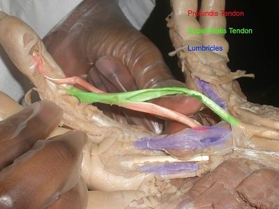 21-lumbricles-profun-superf-tendon.jpg