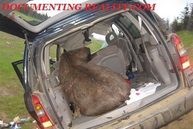 moose2.jpg