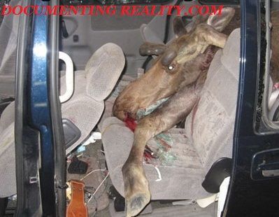 moose4.jpg