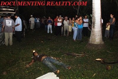 fellfrompalmtree.jpg